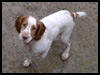 Gundog Image