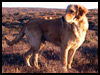 Gundog Image