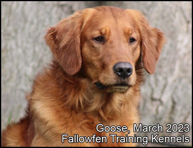 Ranger Working Golden Retriever Fallowfen H