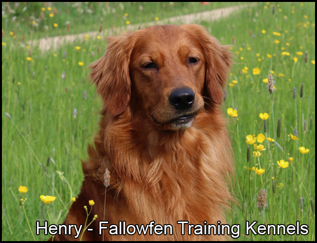 henry golden retriever stud fallowfen b